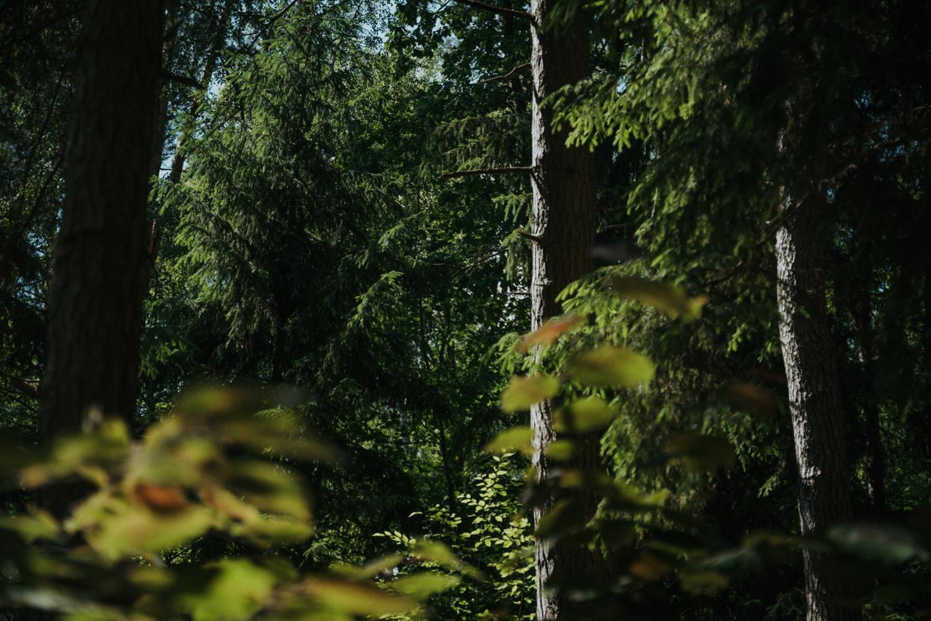 Forest Cabin - 50Min Od Warszawy Wola Polska Exteriör bild